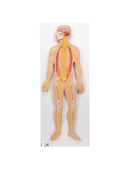 3B Scientific, medizinisches Poster in Relief. Das Nervensystem C30