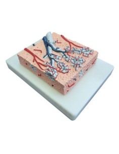 Modelo anatómico de lobulillo pulmonar de Erler Zimmer,...