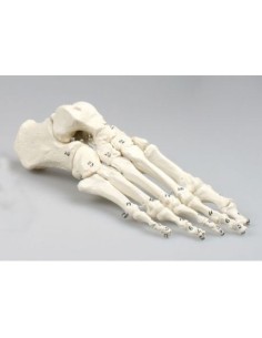 Erler Zimmer, anatomical model of foot skeletal joint,...