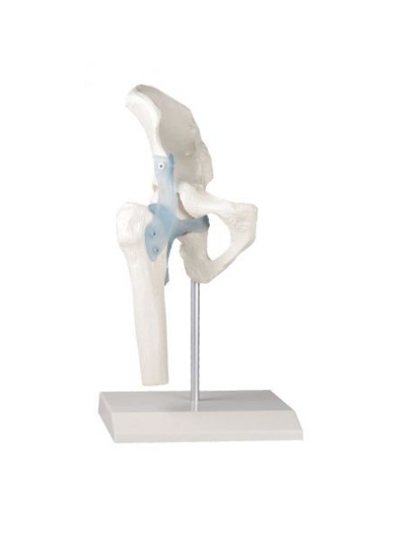 Erler Zimmer, modelo anatómico funcional de una articulación de cadera, con ligamentos, en el stand 4553
