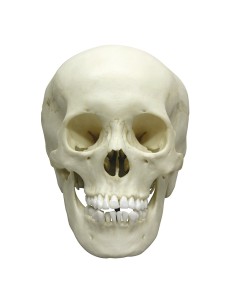 Modello anatomico di lusso di cranio classico di...