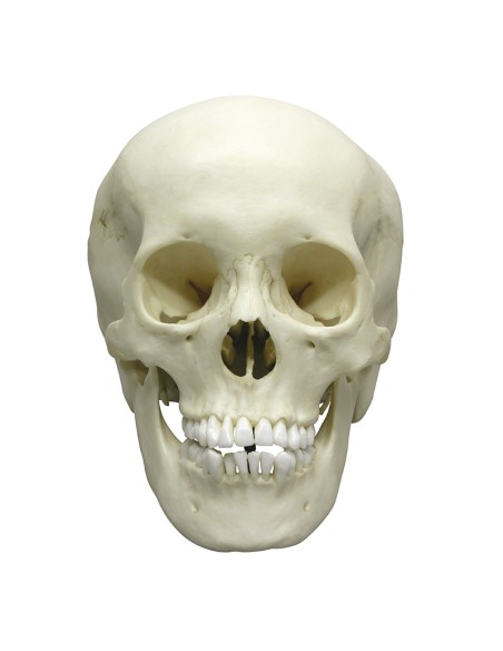 Luxury anatomical model of classic skull of teenage woman EZ 4721