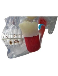 Erler Zimmer, modello anatomico di articolazione del...