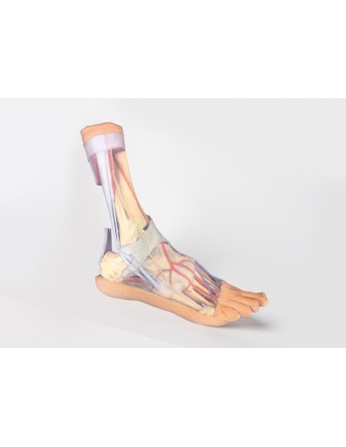 Superficial and deep structures of the leg and...