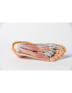 Structures de la surface plantaire du pied et dissection... 2