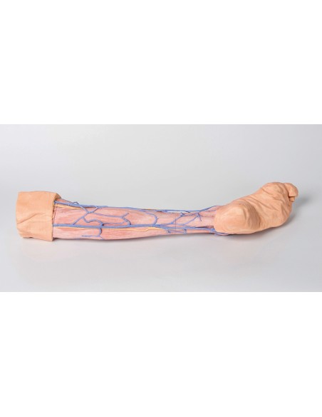 Venas superficiales de la extremidad inferior - Erler Zimmer 3D anatomy Series MP1815