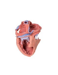 Internal structures of the heart - Erler Zimmer 3D...