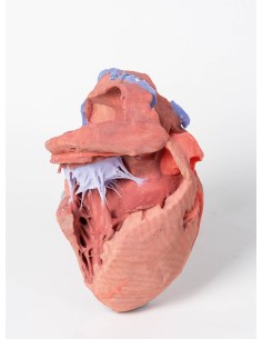 Estructuras internas del corazón - Erler Zimmer 3D... 2