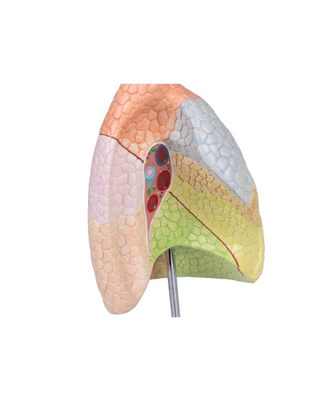 Erler Zimmer, Anatomisches Lehrmodell des Atmungssystems G474