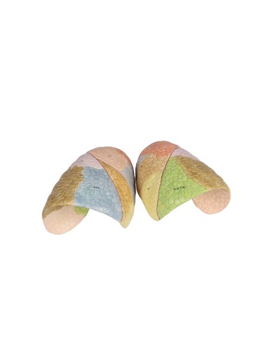 Erler Zimmer, modello anatomico didattico di...