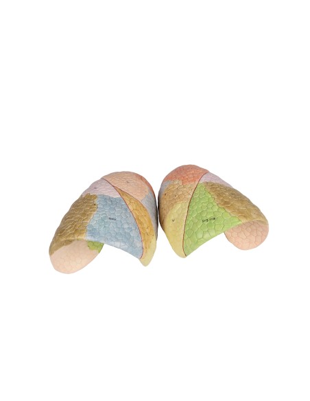 Erler Zimmer, Anatomisches Lehrmodell des Atmungssystems G474