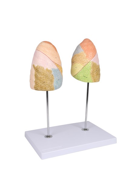 Erler Zimmer, Anatomisches Lehrmodell des Atmungssystems G474