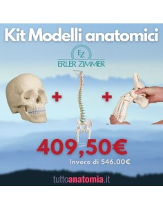 Kit Cranio bianco 22 parti + Colonna vertebrale con...