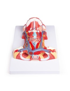 Anatomía del cuello humano Erler Zimmer C329 2