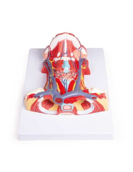 Anatomy of the human neck Erler Zimmer C329