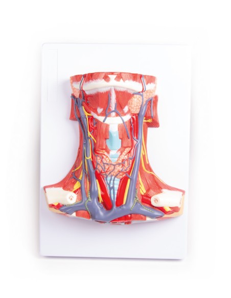 Anatomie des menschlichen Halses Erler Zimmer C329