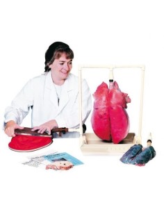 Erler Zimmer, anatomical didactic functional model of...