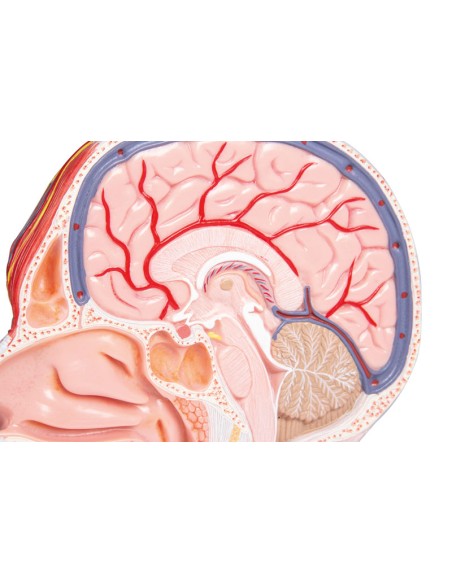 Half of the head in full-size sagittal section Erler Zimmer C314