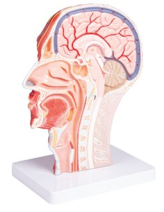Half of the head in full-size sagittal section Erler... 2