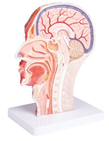 Half of the head in full-size sagittal section...