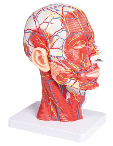 Media cabeza en corte sagital a tamaño natural Erler Zimmer C314