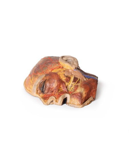 Superficial facial nerves and parotid gland - Erler Zimmer 3D anatomy Series MP1109