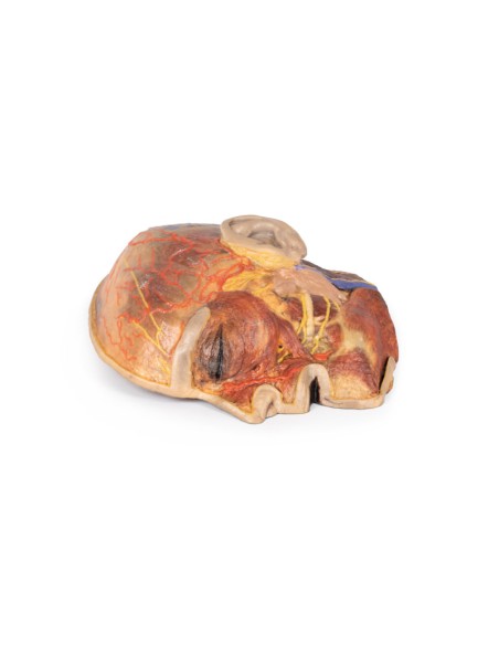 Superficial facial nerves and parotid gland - Erler Zimmer 3D anatomy Series MP1109