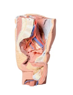 Pelvis izquierda masculina y parte proximal del muslo -...