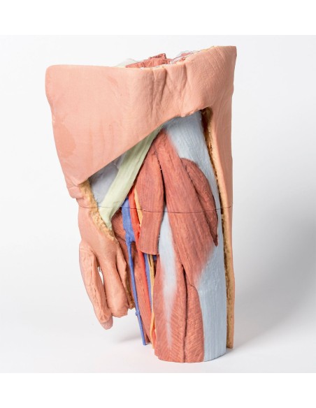 Männliches linkes Becken und proximaler Oberschenkel - Erler Zimmer 3D-Anatomie Serie MP1765