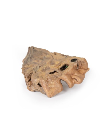 Voies du sinus paranasal - Erler Zimmer 3D anatomy Series MP1106