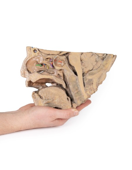 Bahnen der Nasennebenhöhlen - Erler Zimmer 3D-Anatomie Serie MP1106