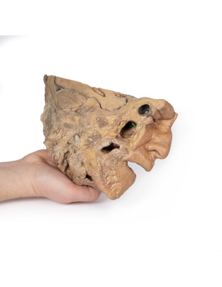 Voies du sinus paranasal - Erler Zimmer 3D anatomy Series MP1106