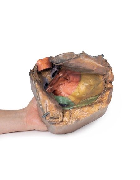 Perikardraum - Erler Zimmer 3D-Anatomie Serie MP1121