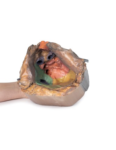 Perikardraum - Erler Zimmer 3D-Anatomie Serie...