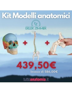 Kit Cranio colorato 22 parti + Colonna vertebrale con...
