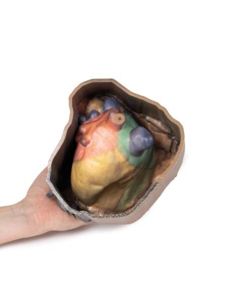 Perikardraum - Erler Zimmer 3D-Anatomie Serie MP1121