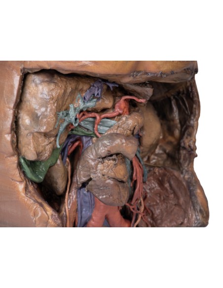 Vascolarizzazione addominale - Erler Zimmer 3D anatomy Series MP1131