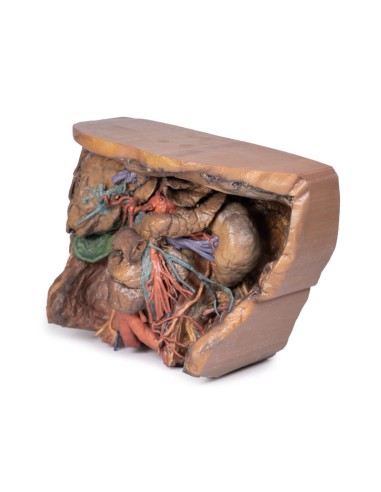 Vascolarizzazione addominale - Erler Zimmer 3D...