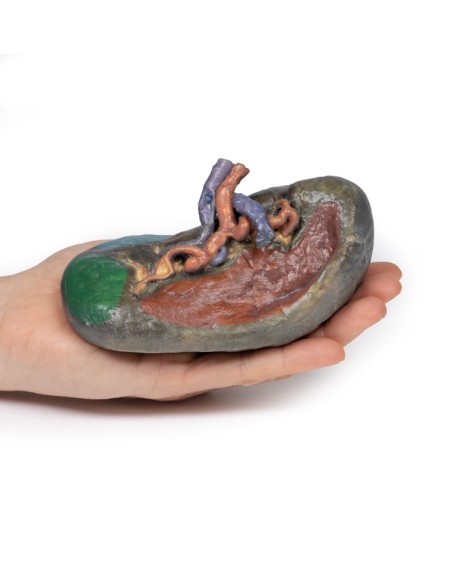 Vascolarizzazione della milza - Erler Zimmer 3D anatomy Series MP1132