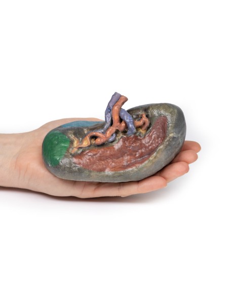 Vascolarizzazione della milza - Erler Zimmer 3D anatomy Series MP1132