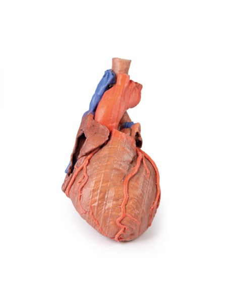 Cœur et trachée distale, carène et bronches primaires - Erler Zimmer 3D anatomy Series MP1710