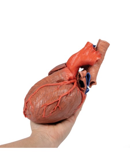 Herz und distale Luftröhre, Carina und primäre Bronchien - Erler Zimmer 3D-Anatomie Serie MP1710