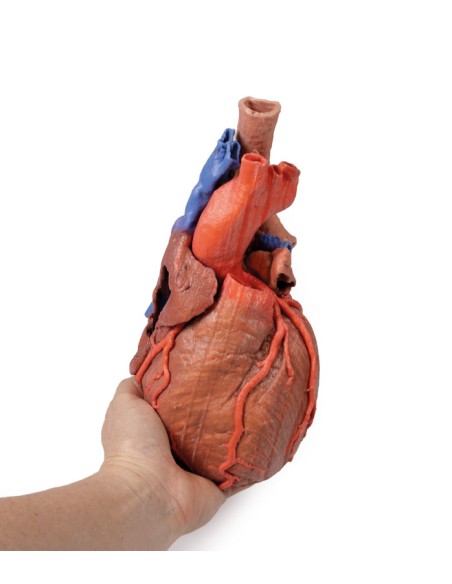 Heart and distal trachea, carina, and primary bronchi - Erler Zimmer 3D anatomy Series MP1710