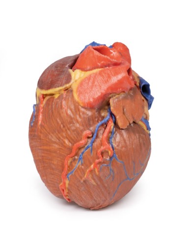 Komplettes Herz - Erler Zimmer 3D Anatomie...