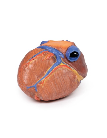 Cuore completo  - Erler Zimmer 3D anatomy Series MP1700