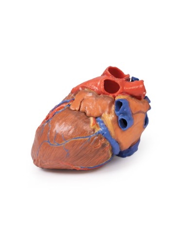 Complete Heart - Erler Zimmer 3D anatomy Series...