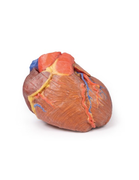 Complete Heart - Erler Zimmer 3D anatomy Series MP1700