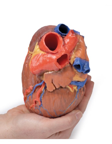 Complete Heart - Erler Zimmer 3D anatomy Series MP1700