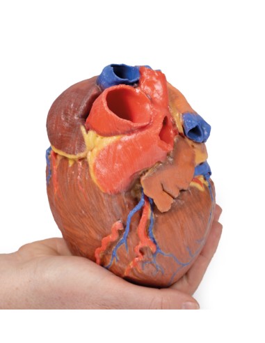 Cuore completo  - Erler Zimmer 3D anatomy...