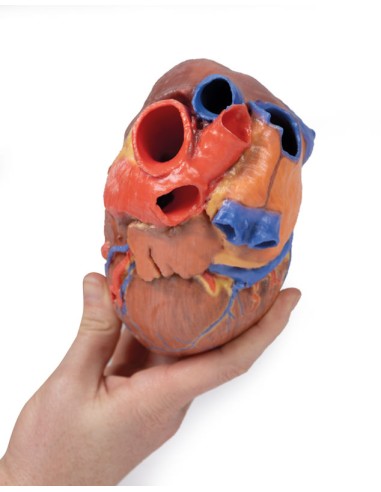 Cuore completo  - Erler Zimmer 3D anatomy...
